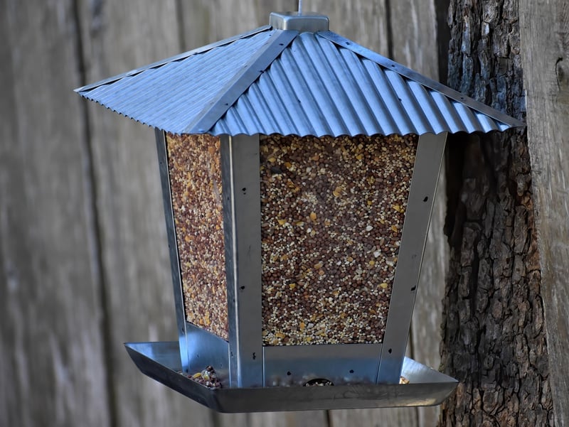 Bottle bird feeder