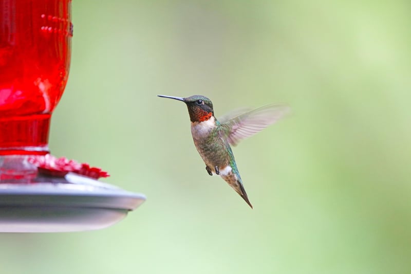 Bottle Bird Feeder